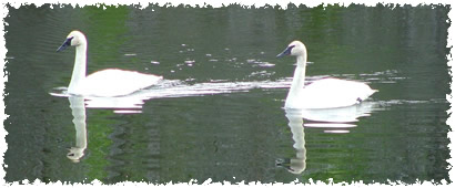 Tazlina Glacier is one of many on this Alaskan tour